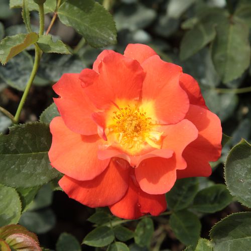 Vendita, rose rose arbustive - arancione - Rosa Lydia® - rosa intensamente profumata - Reimer Kordes - I suoi fiori rosso-arancio fioriscono in piccoli grappoli.